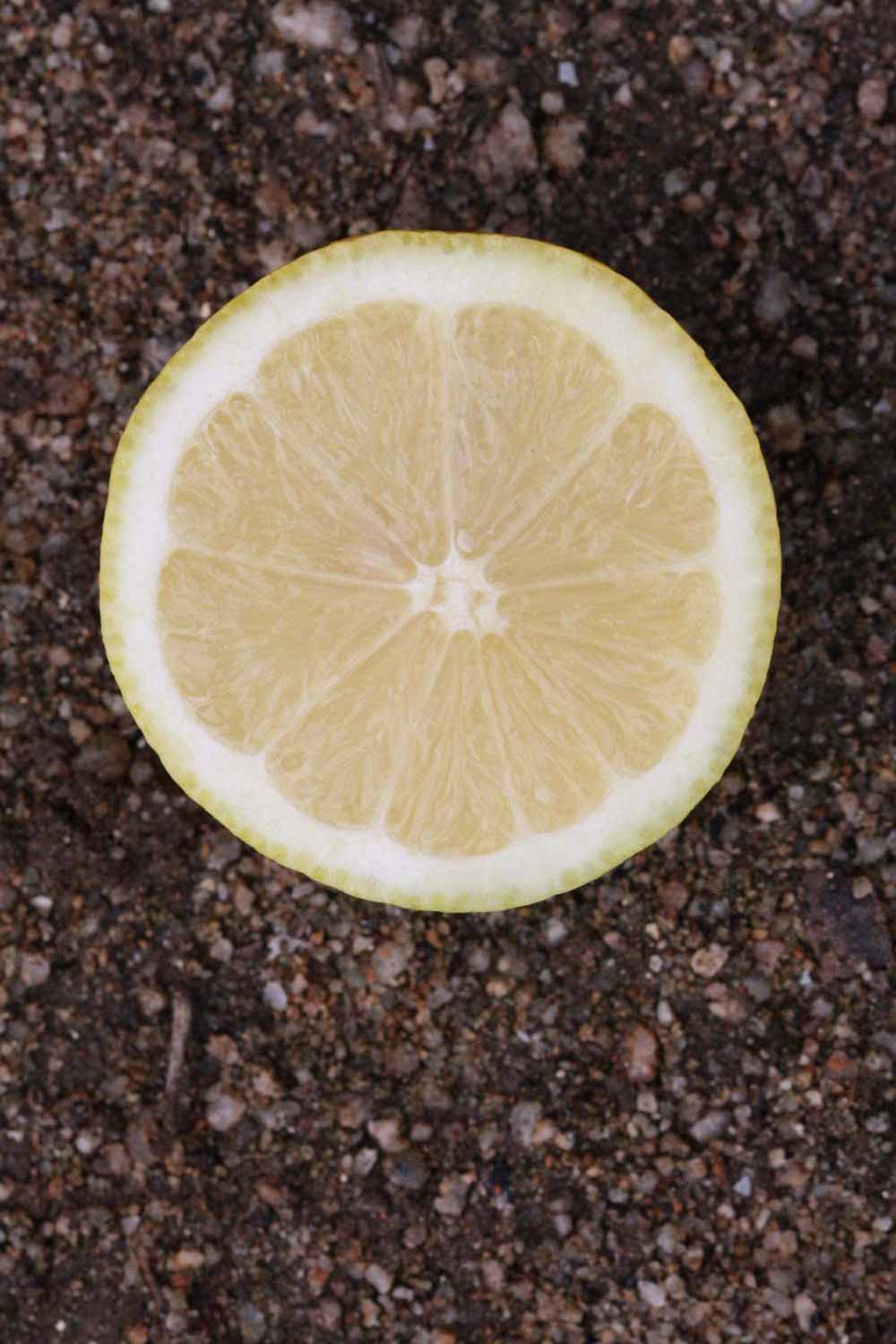              Fruit cross-section (Riverside, CA)       